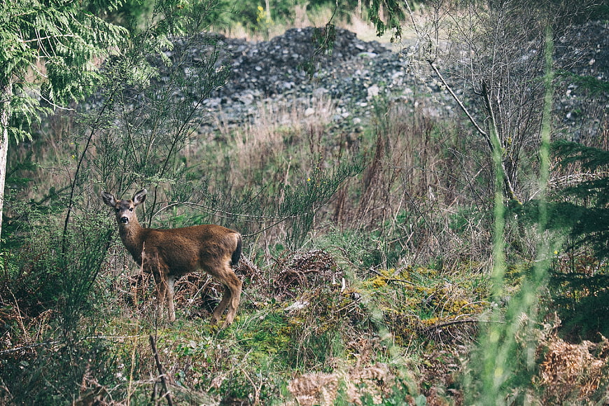 Wild deer standing in dense forest undergrowth
