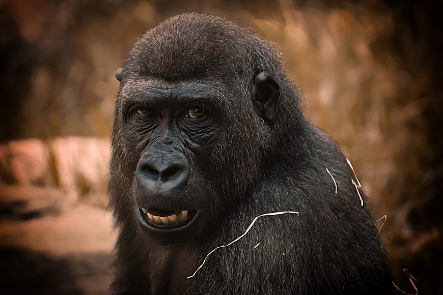Close-up portrait of a gorilla with intense gaze and natural habitat background