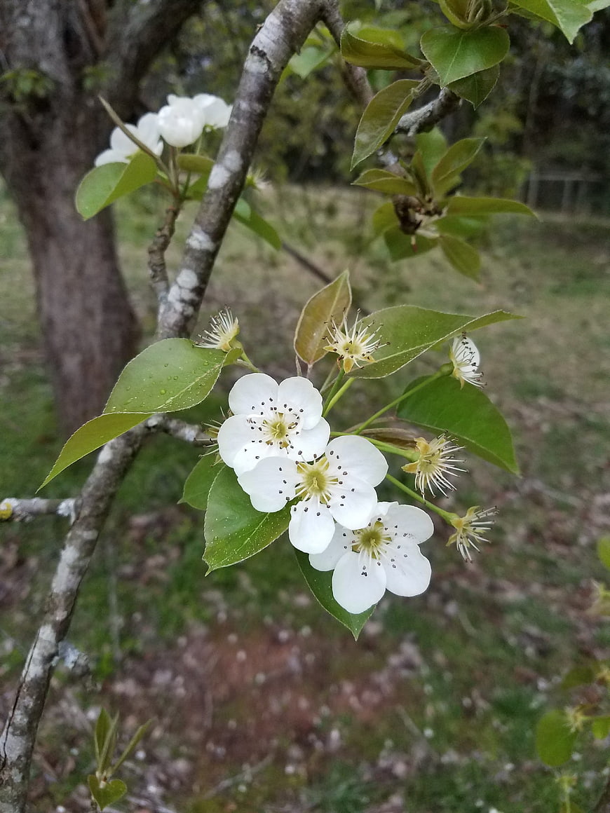 White Pear Blossoms on a Branch in Spring