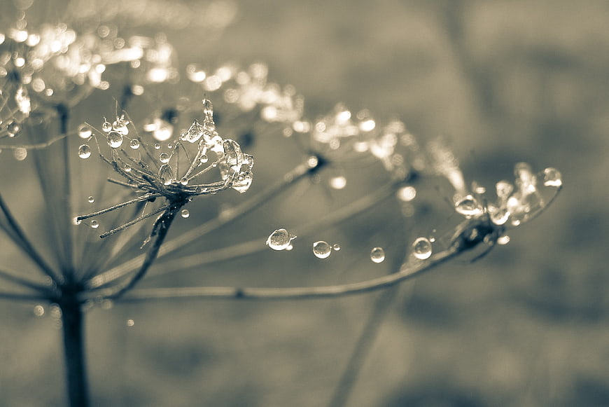Macro photography of dew drops on a dried plant stalk