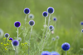 Purple Globe Thistle Flowers Blooming In Green Meadow