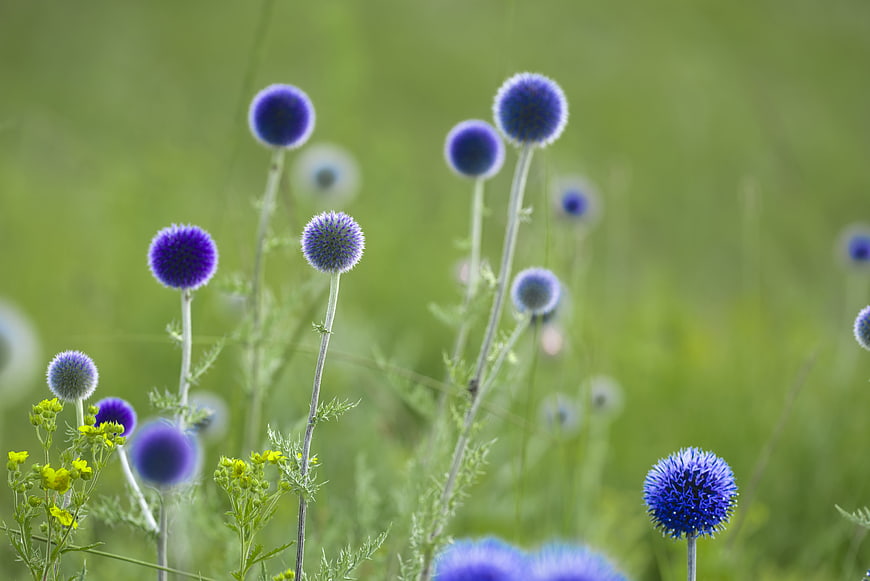 Purple Globe Thistle Flowers Blooming In Green Meadow