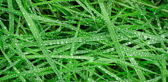 Close-up of fresh green grass with morning dew drops