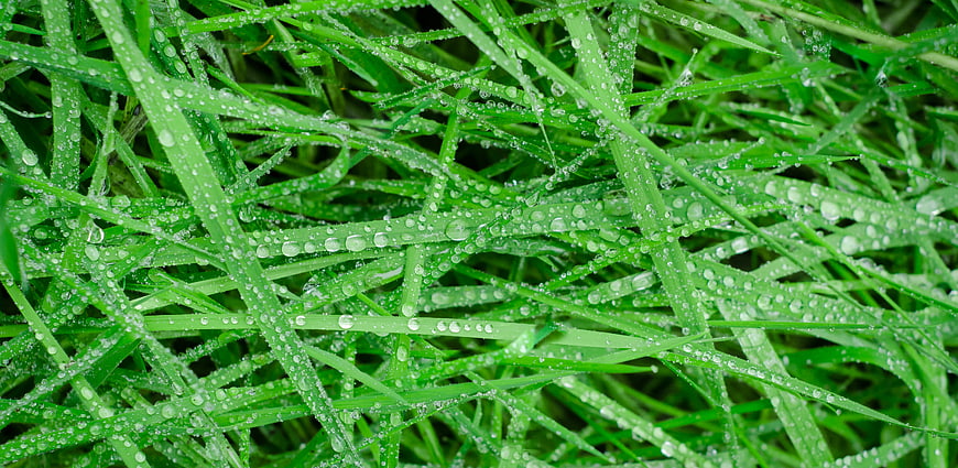 Close-up of fresh green grass with morning dew drops