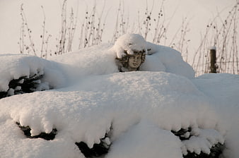 Garden statue head peeking through heavy winter snow