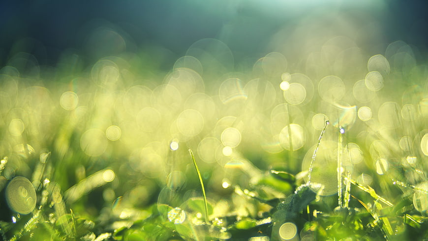 Macro Grass Blades With Morning Dew And Bokeh