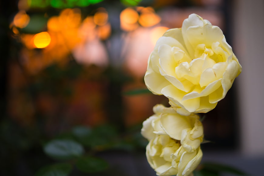 Close-up of yellow roses with bokeh background