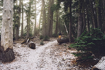 Man hiking on snowy forest trail in winter woods