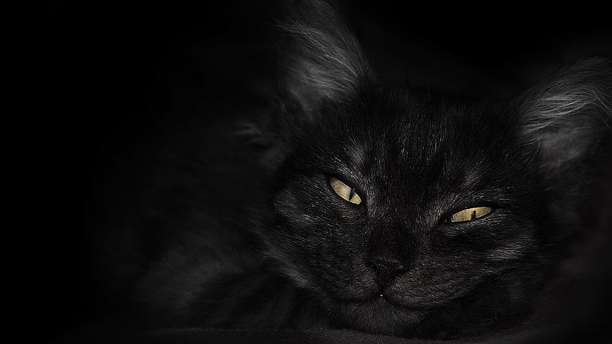 Dramatic Close-Up Portrait of a Black Cat with Golden Eyes