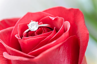 Diamond engagement ring nestled in red rose petals