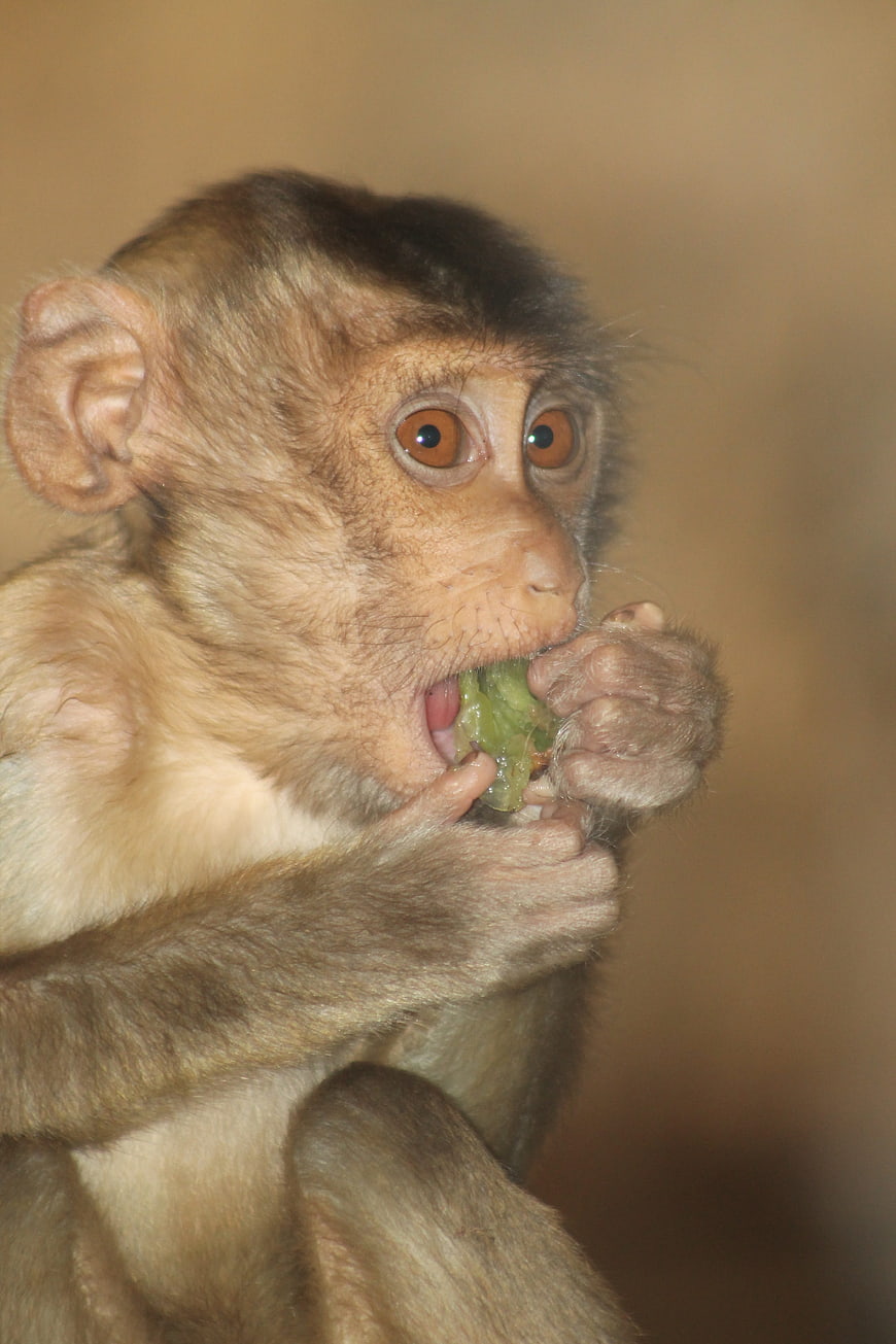 Cute baby monkey eating green vegetable close-up