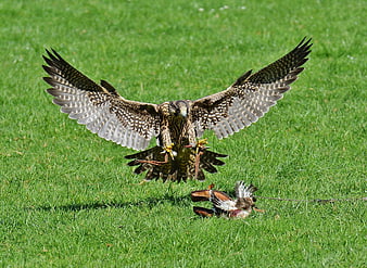 Falcon landing with prey on green grass field