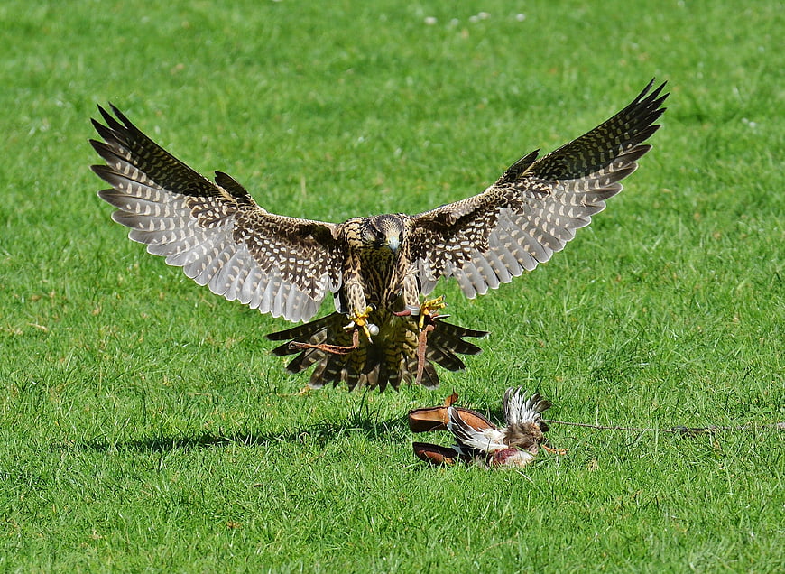Falcon landing with prey on green grass field