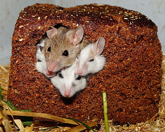 Three mice peeking from a hole in a compressed brown feed block