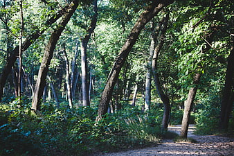 Sunlit Forest Path with Green Trees and Undergrowth