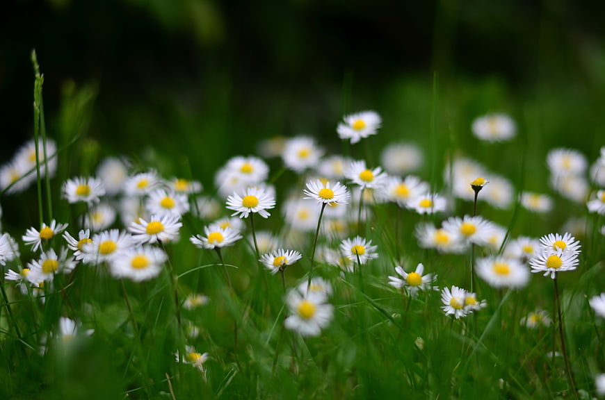 White Daisies Blooming in Green Grass Field