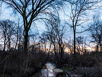 Barren Winter Forest Stream at Dusk with Bare Trees