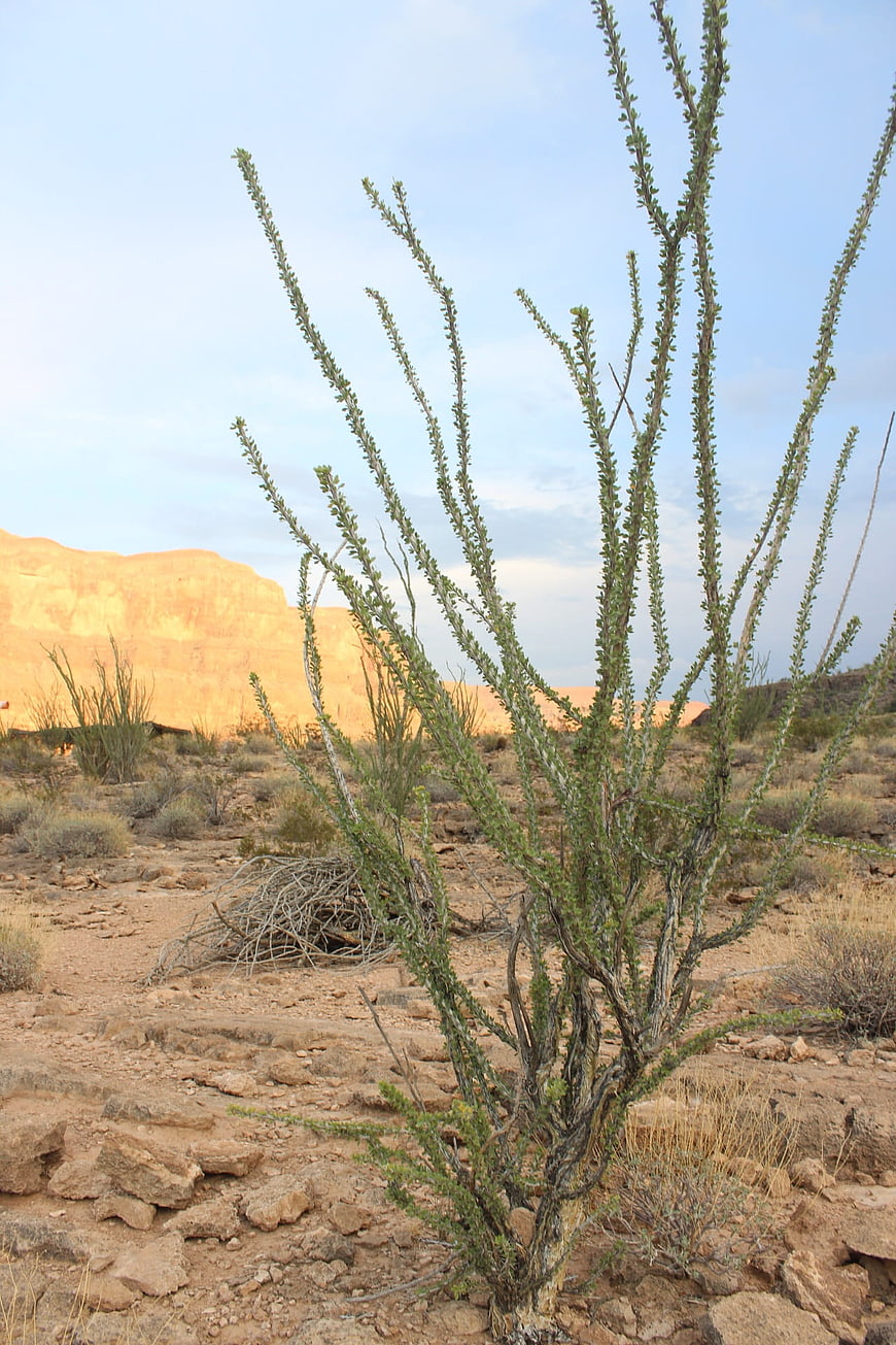 Desert shrub with red rock cliffs in Arizona landscape
