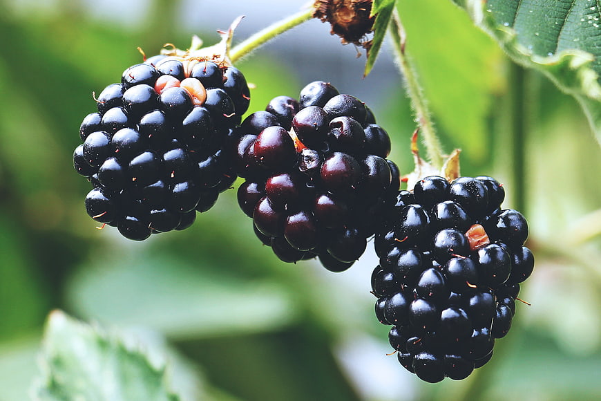 Ripe Blackberries Hanging on Vine with Green Leaves