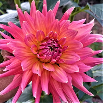 Vibrant Pink Dahlia Flower Close-Up in Garden