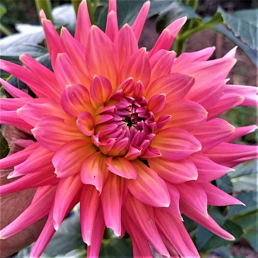 Vibrant Pink Dahlia Flower Close-Up in Garden