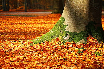 Mossy Tree Trunk Surrounded by Vibrant Orange Autumn Leaves