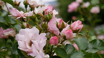 Close-up of delicate pink rose blossoms and buds in a garden