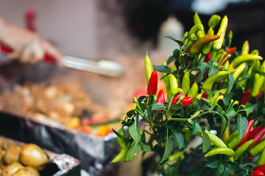 Fresh chili peppers on plant with cooking background