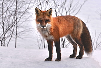 Red Fox Standing in Snowy Winter Forest