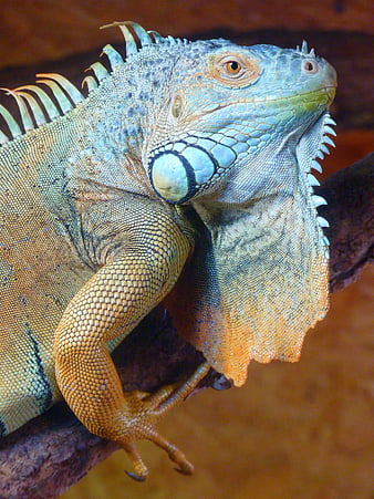 Close-up of a colorful iguana perched on a branch