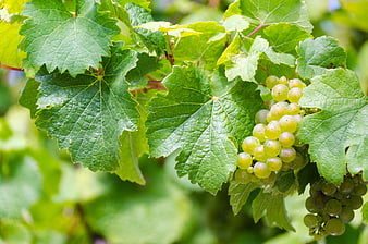 Green grapes ripening on vine with lush leaves