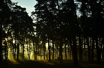 Sun rays filtering through dark pine forest trees at dawn