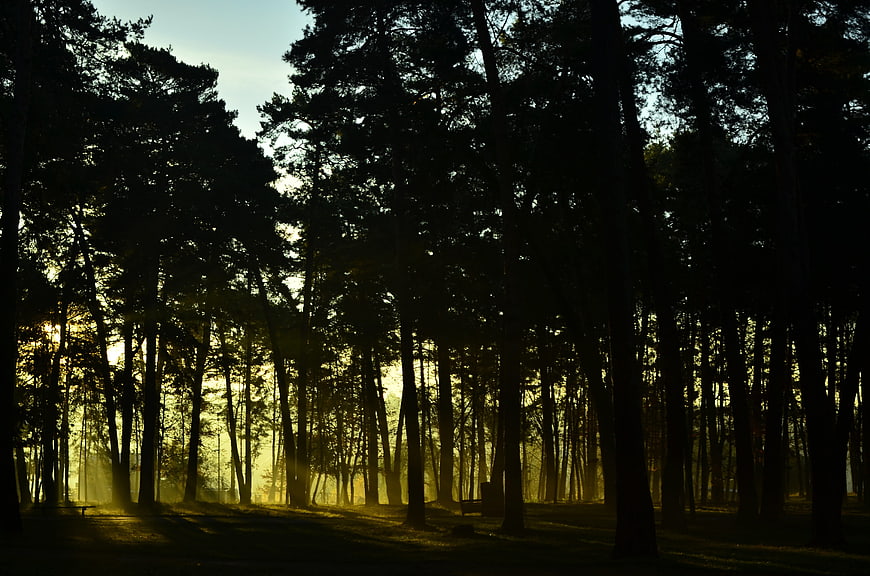 Sun rays filtering through dark pine forest trees at dawn