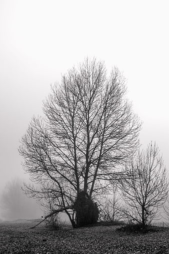 Solitary bare tree in foggy winter landscape