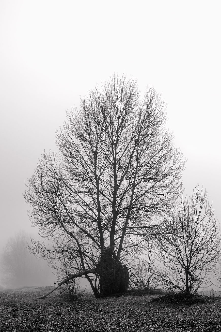 Solitary bare tree in foggy winter landscape