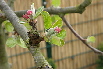 Close-up of apple tree buds and new leaves on a branch