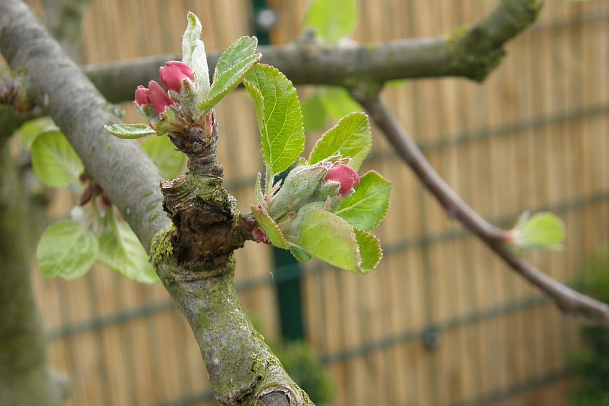 Close-up of apple tree buds and new leaves on a branch