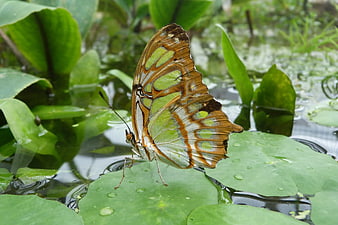 Green and Brown Butterfly on Lily Pad in Pond