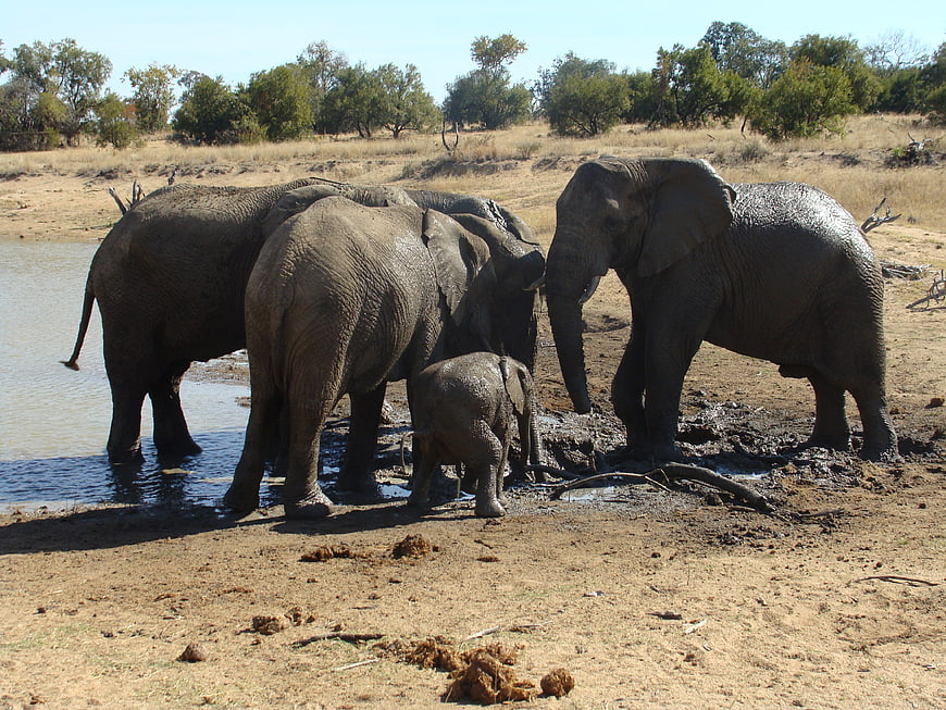 Elephant family drinking water at muddy watering hole
