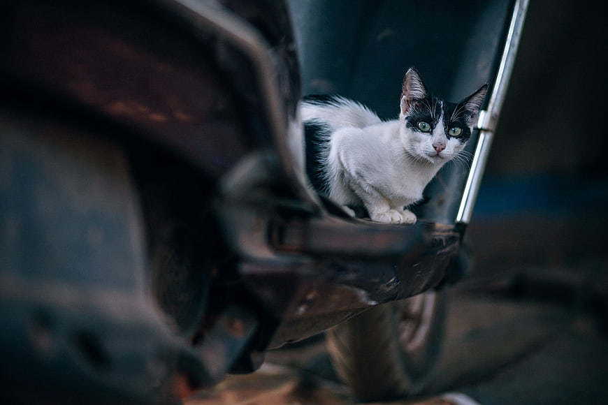 Black and white kitten sitting on a motorcycle seat in a dark garage