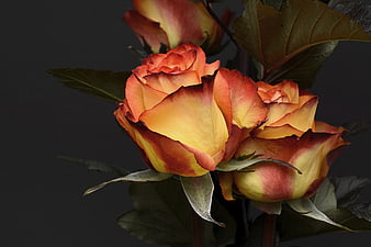 Vibrant Orange and Yellow Roses on Dark Background