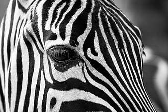 Close-up Black and White Zebra Eye and Stripes