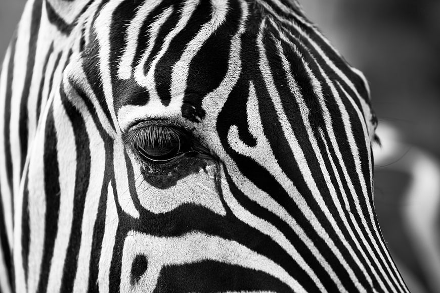 Close-up Black and White Zebra Eye and Stripes