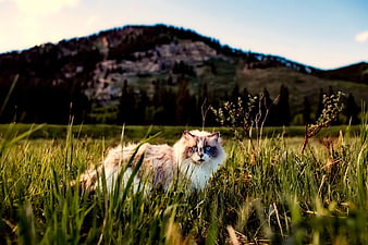 Fluffy Ragdoll Cat in Green Meadow with Mountain Background