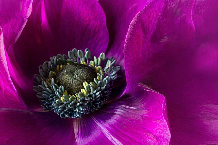 Vibrant Purple Anemone Flower Macro Close-Up