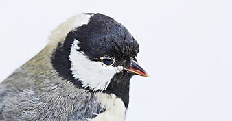 Close-up portrait of a stuffed great tit bird head
