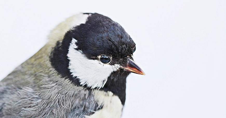 Close-up portrait of a stuffed great tit bird head