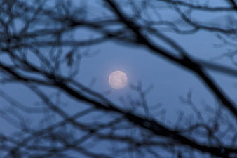 Full moon glowing through blurred tree branches at night