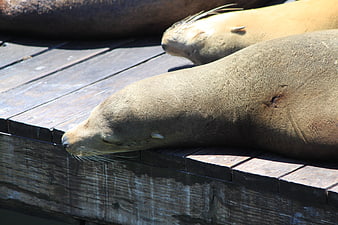 Sleeping Sea Lions Resting on Wooden Dock in Sunlight