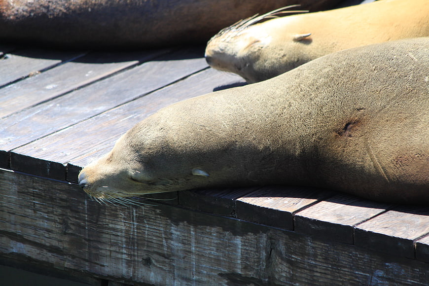 Sleeping Sea Lions Resting on Wooden Dock in Sunlight